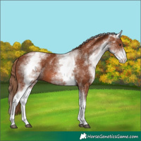 Horse Color:White Spotted Chestnut