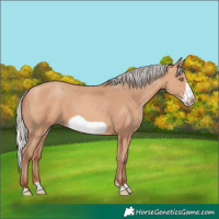 Horse Color:Silver Amber Champagne Frame