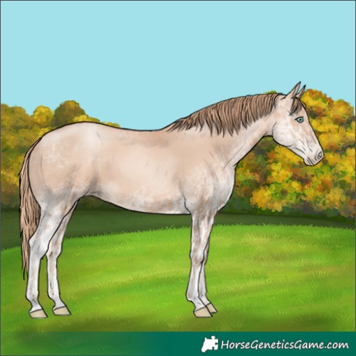 Horse Color:Gold Champagne Pearl Rabicano and White Spotted Gold Champagne Pearl Rabicano