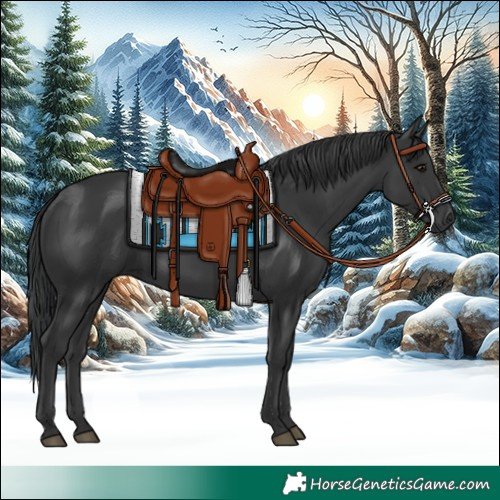 Horse Color:Black 