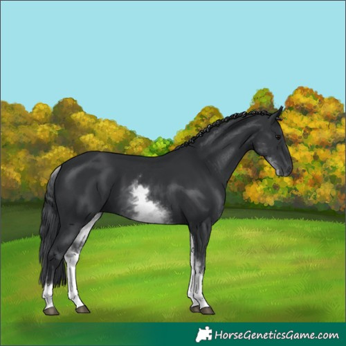 Horse Color:White Spotted Black 