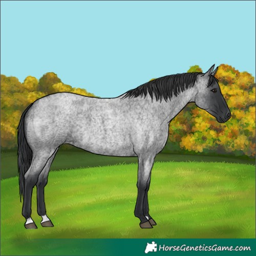 Horse Color:Blue Roan