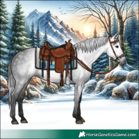 Horse Color:Gray Black