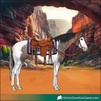 Horse Color:Bay Roan Splash Tobiano 