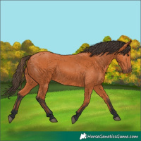 Horse Color:Bay 