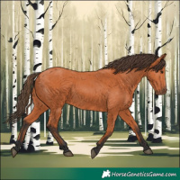 Horse Color:Bay 