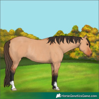 Horse Color:Bay Dun Rabicano 