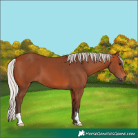 Horse Color:Silver Bay 