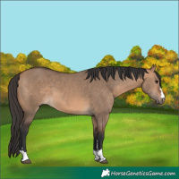 Horse Color:Bay Dun