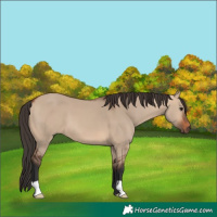 Horse Color:Bay Dun