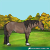 Horse Color:Brown Dun 