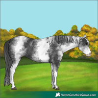 Horse Color:White Spotted Black 