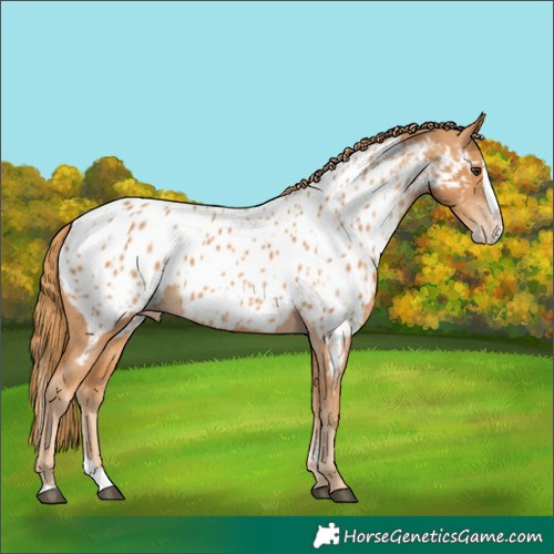Horse Color:Unknown 