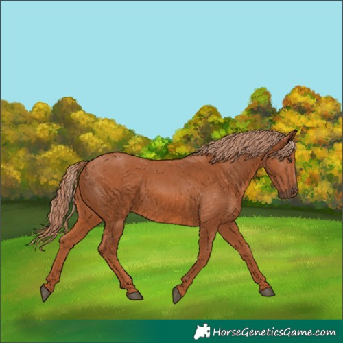 Horse Color:Chestnut 