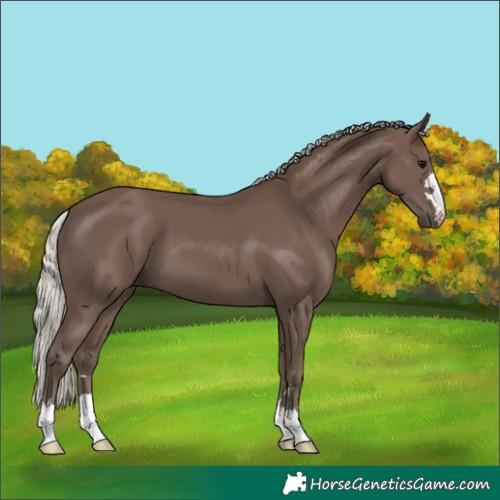 Horse Color:Unknown 
