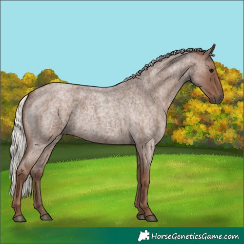 Horse Color:Silver Blue Roan 