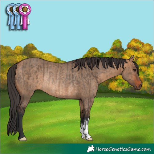Horse Color:Brown Dun Rabicano  and Bay Dun Rabicano 