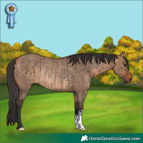 Horse Color:Brown Dun Rabicano  and Bay Dun Rabicano 
