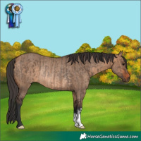 Horse Color:Brown Dun Rabicano and Bay Dun Rabicano