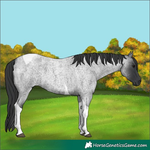 Horse Color:Unknown 