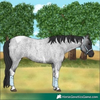 Horse Color:Unknown 