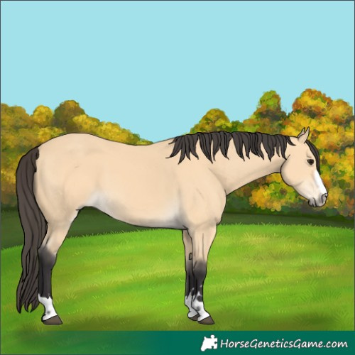 Horse Color:Unknown 