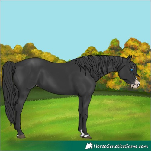 Horse Color:Black Splash Appaloosa