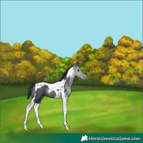 Horse Color:Black Tobiano Rabicano 