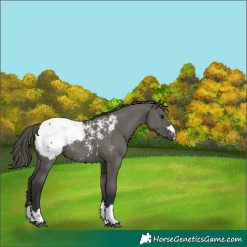 Horse Color:Grullo Appaloosa Rabicano 
