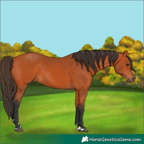 Horse Color:Bay 