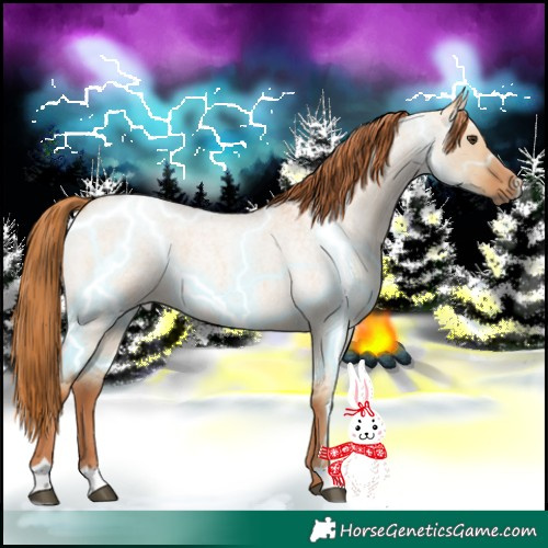 Horse Color:Red Dun Roan 