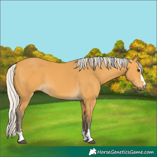 Horse Color:Silver Buckskin 