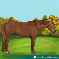 Horse Color:Gray Chestnut 