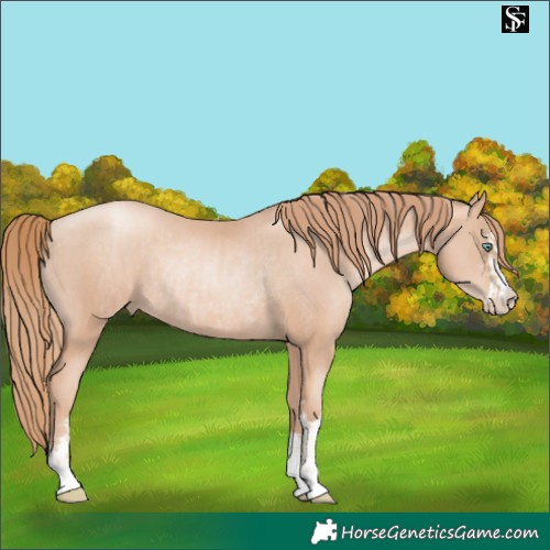 Horse Color:Gold Champagne Pearl Rabicano  and Gold Champagne Pearl Rabicano 