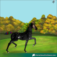 Horse Color:Void Painted White Spotted Bay Dun 