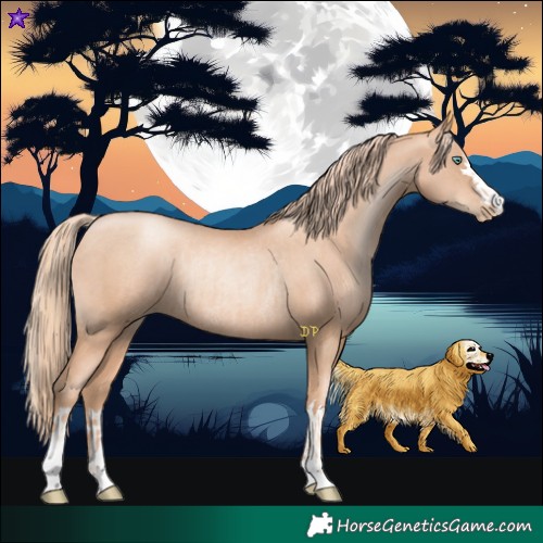 Horse Color:Gold Champagne Pearl Rabicano and Gold Champagne Pearl Rabicano
