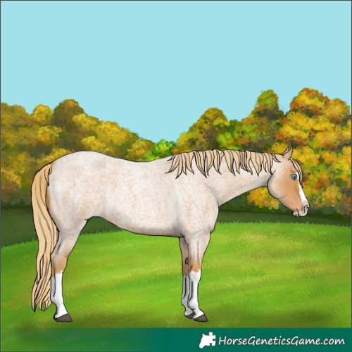 Horse Color:Red Roan Splash