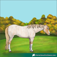 Horse Color:Red Roan Splash 