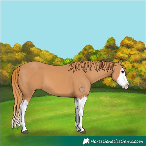 Horse Color:Chestnut Splash