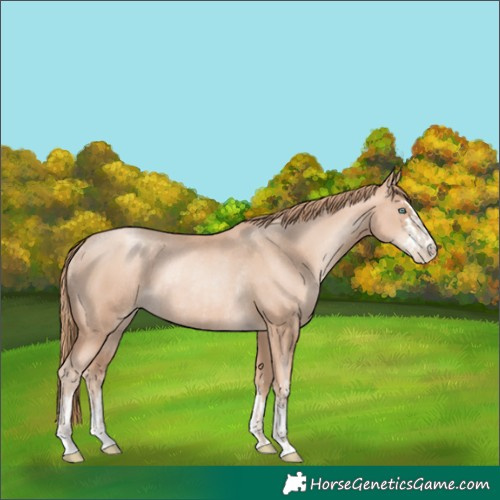 Horse Color:Gold Champagne Pearl Rabicano and Gold Champagne Pearl Rabicano