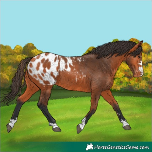 Horse Color:Bay Appaloosa 