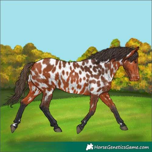 Horse Color:Bay Appaloosa 