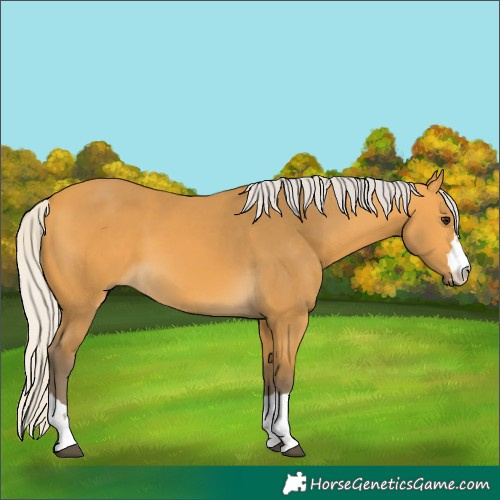 Horse Color:Silver Buckskin 
