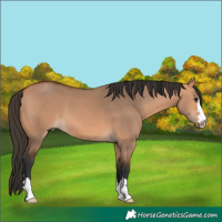 Horse Color:Bay Dun