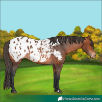 Horse Color:Brown Appaloosa