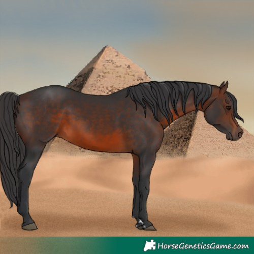 Horse Color:Brown 