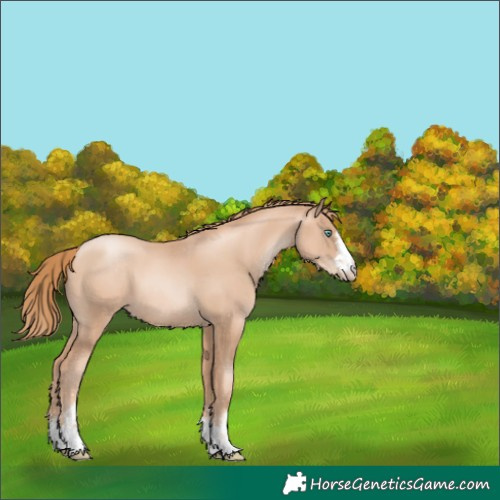 Horse Color:Gold Champagne Pearl Rabicano  and Gold Champagne Pearl 
