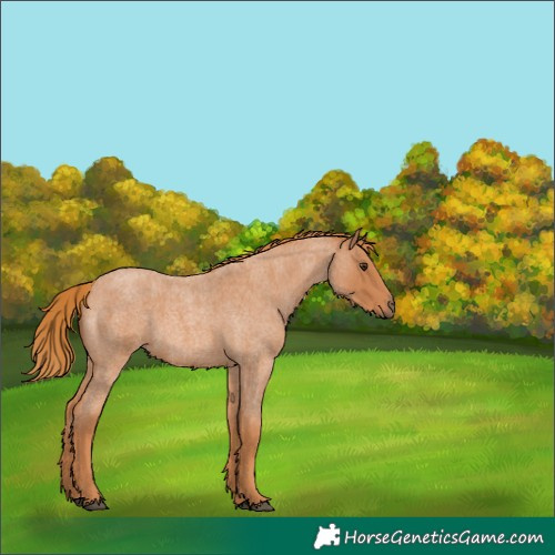 Horse Color:Red Roan 