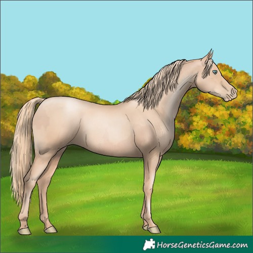 Horse Color:Gold Champagne Pearl Rabicano  and Gold Champagne Pearl Rabicano 