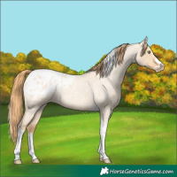 Horse Color:Gold Champagne Roan Dun Splash Tobiano Frame Appaloosa Rabicano 